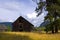 Old Barn in Golden field