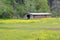 Old Barn in Meadow of Yellow Wildflowers