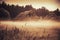 Old barn in misty field