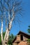 Old barn near the dry dead tree in the village