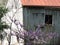 Old barn with pink flowers in front