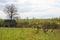 Old barn scene in western Russia. rustic old farm building. old rustic barn. Pskov oblast, Northwest part of Russia, Europe.