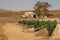 An old barn and a small vineyard Western Cape, South Africa.. 