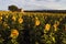 Old Barn in SunFlower and Lavender Fields on the Plateau De Valensole