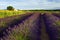 Old Barn in SunFlower and Lavender Fields on the Plateau De Valensole