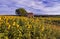 Old Barn in SunFlower and Lavender Fields on the Plateau De Valensole