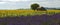 Old Barn in SunFlower and Lavender Fields on the Plateau De Valensole