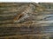 Old Barn Wood Board with edge