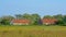 Old barns in a sunny meadow with many yellow wildflowers and lush green tres behind