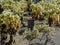 Old barrel can rusting on the ground among jumping cactus in the Arizona desert in deserted ghost mining town.