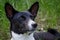 An old basenji dog with a gray muzzle looks at a blade of grass