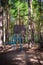 Old basketball court in a pine forest