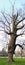 Old battered large tree in Garfield Park by Bean Creek in Indianapolis Indiana, Tall Panorama