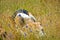 An old beagle is laying in the grass with flowers surround, it is hiding and relaxing in the sun