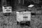 Old bee hives in autumn in black and white.