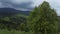 Old beech on mountain meadow in Carpathian Mountains, aerial view