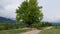 Old beech next dirt road on mountain meadow in Carpathians