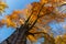 Old beech tree- golden autumn leaves