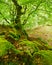 Old Beech Tree on Moss Covered Rocks