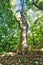 Old beech tree on Sokoli vrch mountain in Stiavnicke vrchy