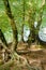 Old beech trees - genus fagus - with summer green and elevated roots on hill