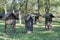 Old beehives in an old orchard with large trees