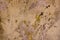 A Old beige dirty wall with scratches and green pink paint stains. rough surface texture