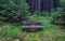 The old bench in forest in Harz, Germany