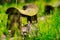 Old bench with green nature background,with branch and violet f