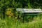 Old bench overgrown with plants