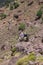 Old Berber women on donkeys