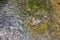 Old bicycle with accumulation of plants in the waters of the river with clean water