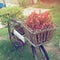 Old bicycle decorated with small plant in home