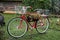 Old bicycle with flower pots stands in the garden