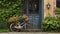 Old bicycle with flowers in front of a door vegetated with ivy