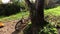 An old bicycle leaning against a tree