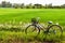 Old Bicycle in Paddy Field