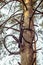 Old bicycle tires hang on a tree in a pine forest.