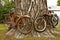 Old bicycles attached to a cottonwood tree for decorations.