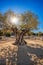 Old big olive tree against sunset in Provence, France