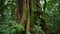 Old big tree in jungle tropical rainforest.