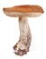 Old birch bolete on white