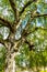 An old birch tree with long branches in Spring time.