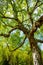 An old birch tree with long branches in Spring time.