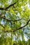 An old birch tree with long branches in Spring time.