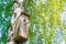 Old birdhouse on birch among green leaves. Squirrel looks out