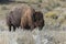 Old Bison at Theodore Roosevelt National Park Badlands