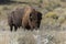 Old Bison at Theodore Roosevelt National Park Badlands