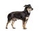 Old black and brown Pinscher Dog, isolated