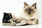 Old black canvas sneakers with Ragdoll cat